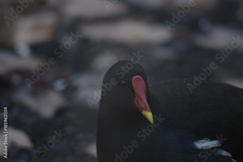 Portrait de poule d'eau 