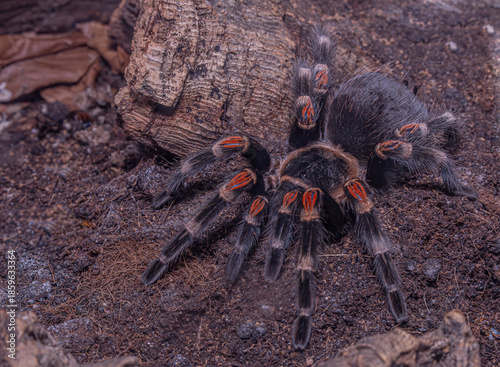 spinne, tarantel, insecta, natur, arachnid, haarig, angst,