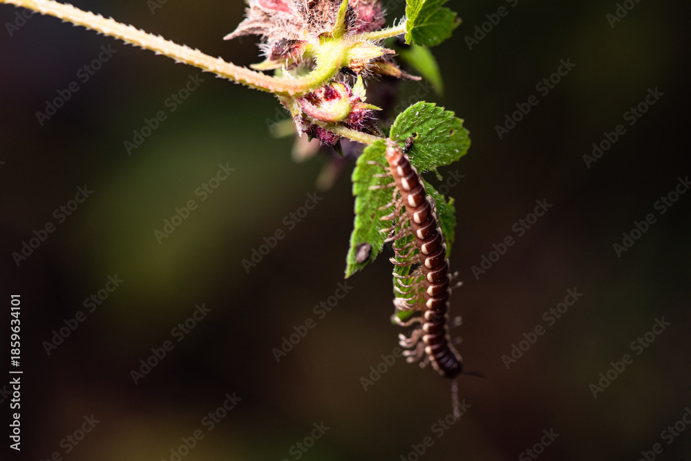 Fototapeta premium A millipede crawls on the plants in the wilderness field