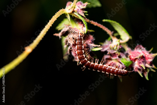 A millipede crawls on the plants in the wilderness field