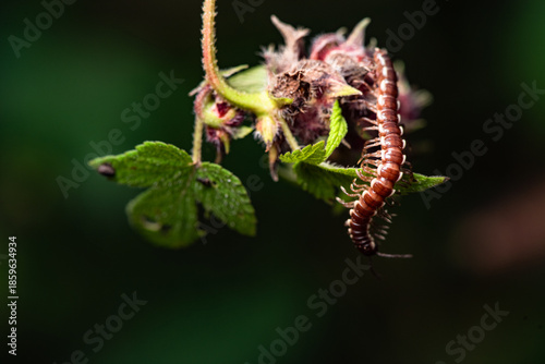 A millipede crawls on the plants in the wilderness field