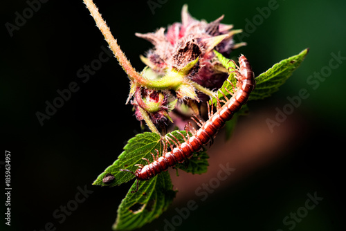 A millipede crawls on the plants in the wilderness field