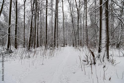 Wallpaper Mural Snowy forest path surrounded by bare trees Torontodigital.ca