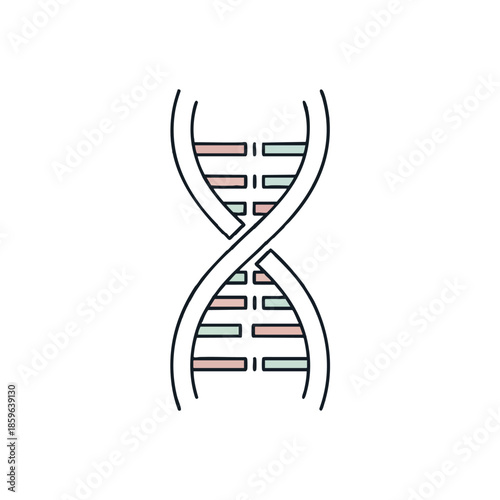 A simple, outlined illustration of a DNA double helix with colored rungs