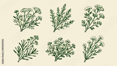 Six botanical illustrations of herbs