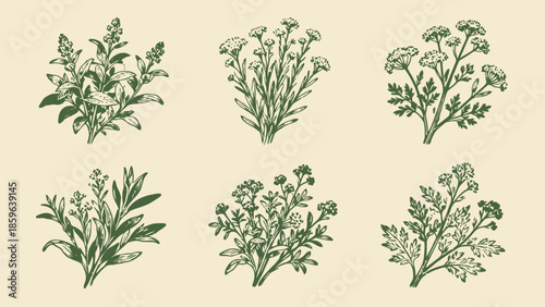 Six botanical illustrations on parchment