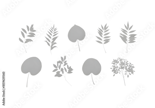 Grey leaf silhouettes collection png on transparent background