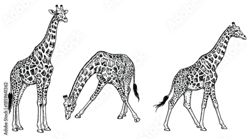 Three Giraffes Illustration: Tall Standing, Grazing, And Walking Giraffes In Black And White