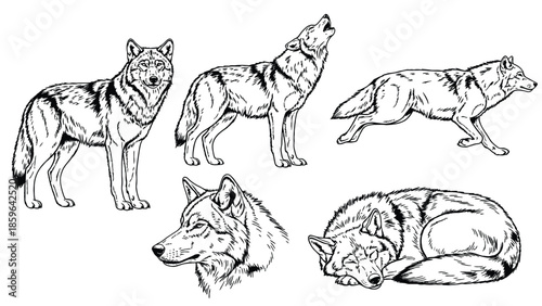 Five Wolves in Diverse Poses: Standing, Howling, Running, Sleeping, and Watching - Wildlife Lineart