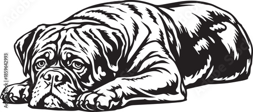 black and white illustration of a dogue de bordeaux