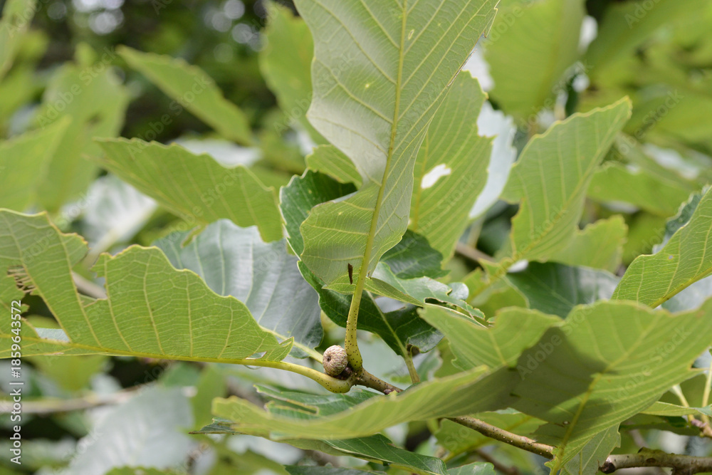 Naklejka premium Quercus aliena is a deciduous oak tree used for timber and tannin production. This is an authentic optical photography and not AI generated.