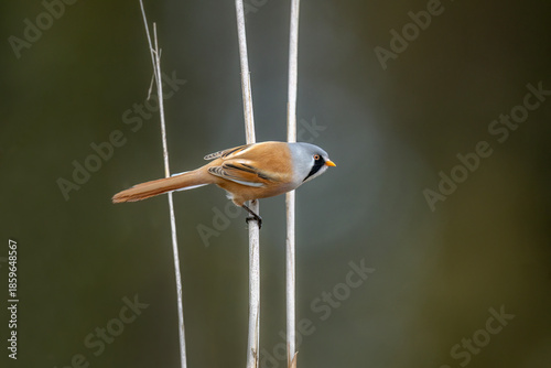 bearded reedling, male, perched on a reed