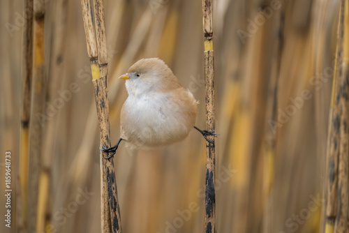 bearded reedling, female, perched on a reed