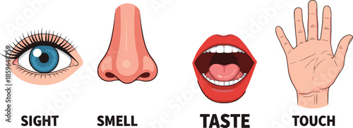 Human Senses Illustration Showing Sight Smell Taste and Touch Icons, Educational Flat Vector Design for Science Learning, Biology Lessons, and Kids Education Materials