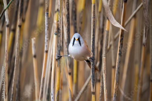 bearded reedling, male, perched on a reed