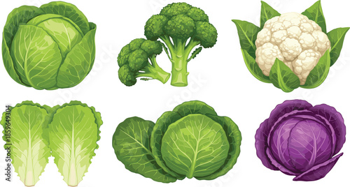 Fresh Cabbage Broccoli and Cauliflower Vegetables Collection, Colorful Flat Vector Illustration Set for Healthy Food, Nutrition Design, Grocery Markets, and Cooking Projects