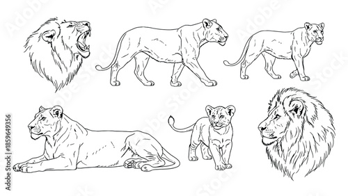 Lion Sketch Collection: Lions, Lioness, Cub, And Mane Portraits For Wildlife Artwork