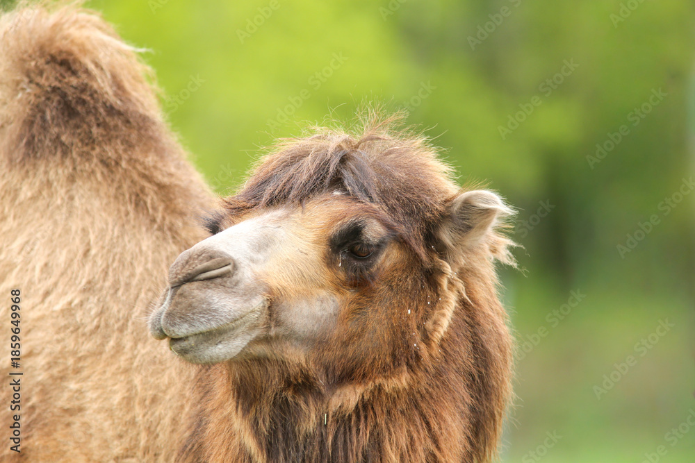 Fototapeta premium The Bactrian camel (Camelus bactrianus), also known as the Mongolian camel or domestic Bactrian camel