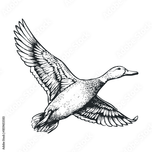 Flying duck illustration for nature themed design projects. Vector illustration