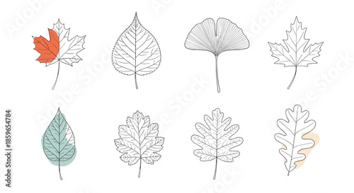 Collection of hand-drawn tree leaves with abstract color spots including maple ginkgo and oak illustrated in a minimalist line art style.