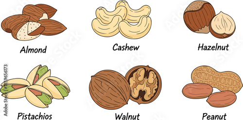 Nut icon set, almond, cashew, hazelnut, pistachio, walnut, peanut comparison, healthy food - flat vector illustration