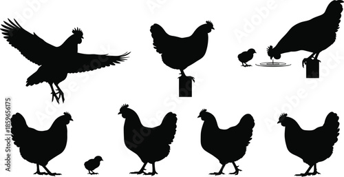 Chicken silhouettes, chick poses, poultry vector set, farm animals, black icons, flying chicken, pecking hen, walking rooster, educational livestock illustration