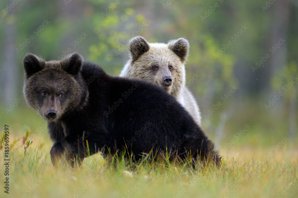Fototapeta premium Two brown bear cub in the autumn scenery