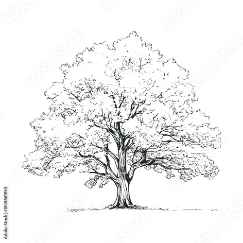 Detailed sketch of a large tree with lush foliage and strong trunk. Vector black icon