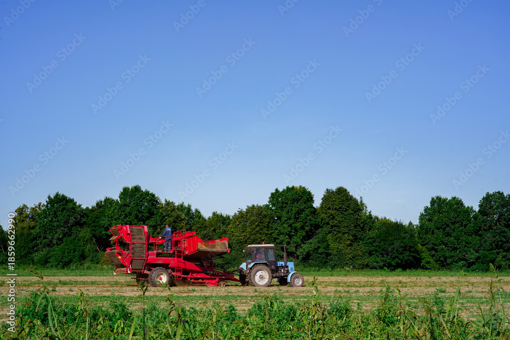 Obraz premium potato harvester works in the field side view
