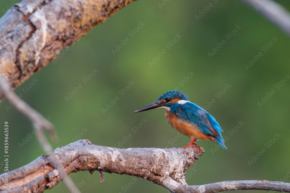 Fototapeta premium kingfisher on branch