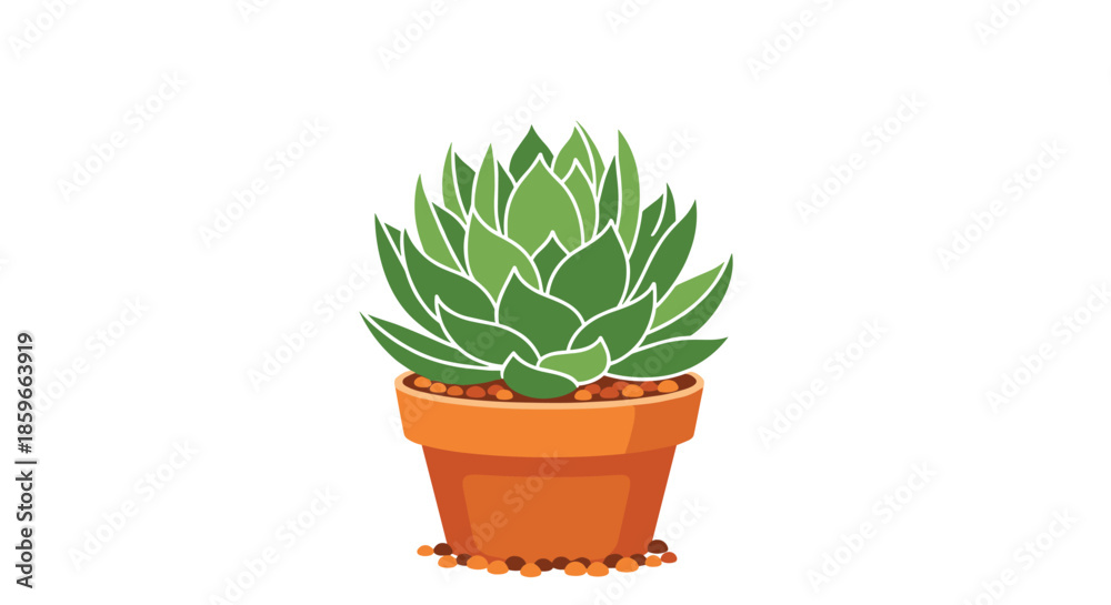 Fototapeta premium Beautiful green succulent plant with many pointed leaves grows in a small orange terracotta pot with stones.