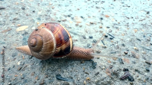A snail is crawling on a stone. The pattern on its shell and the texture of its slippery skin are visible. A terrestrial gastropod mollusk in its natural habitat. Microcosm. Macro. Close-up