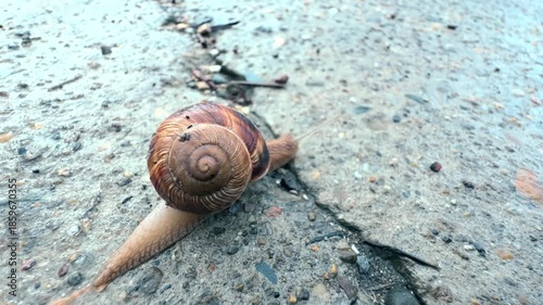 A snail is crawling on a stone. The pattern on its shell and the texture of its slippery skin are visible. A terrestrial gastropod mollusk in its natural habitat. Microcosm. Macro. Close-up
