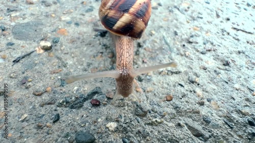 A snail is crawling on a stone. The pattern on its shell and the texture of its slippery skin are visible. A terrestrial gastropod mollusk in its natural habitat. Microcosm. Macro. Close-up 