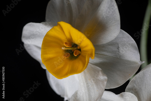 Fragrant White & Gold Narcissus Bulbs - Daffodil Canaliculatus