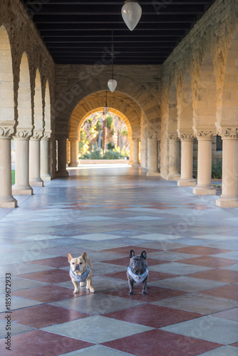 Two French Bulldogs Posing in a Cloister at a California University.