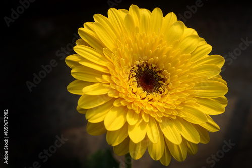 Closeup image of  Zinnia flower.