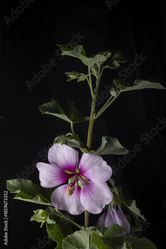 Tree Mallow- Lavatera maritima
