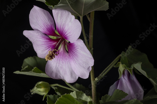 Tree Mallow- Lavatera maritima
