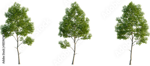 Fotografie Tilia cordata Tree front, elevation view, cutout, isolate, Isolated trees with g