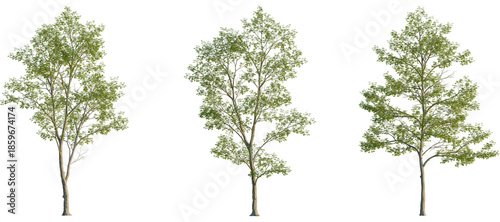 Quadro su tela Tilia mongolica Tree front, elevation view, cutout, isolate, Three green trees o