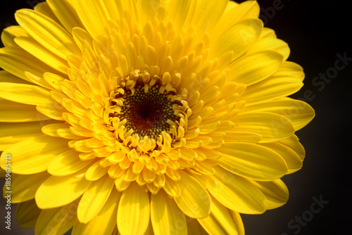Closeup image of  Zinnia flower.