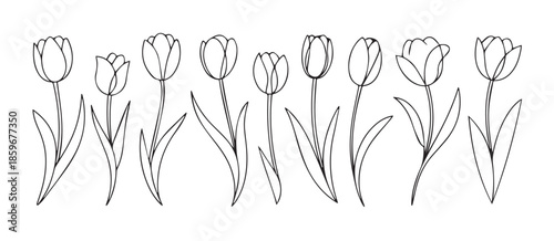 tulip line drawing eight tulip outline vector for coloring