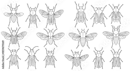 Large collection of various insect illustrations including beetles and flies in a detailed black and white line art style for entomology.