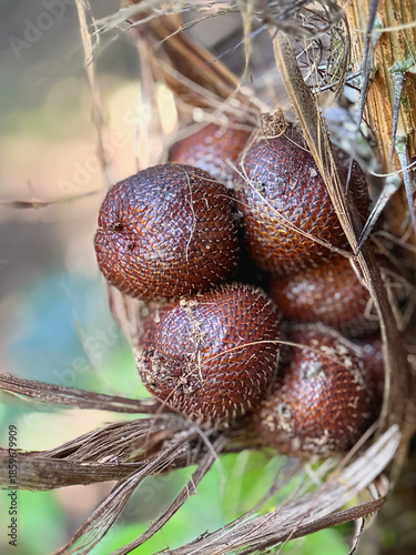 A bundle of snakeskin fruits growing in the tree in Bali, Indonesia