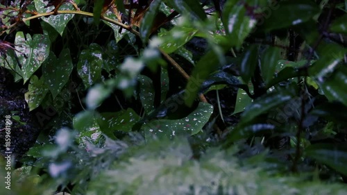 Heavy rain falling on wet green caladium leaves in a dark moody tropical garden during storm

