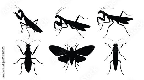 Silhouettes of Six Different Insects Including Praying Mantises, Moth, and Beetle on White Background