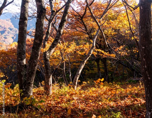 Autumn forest scene with sunlight filtering through trees