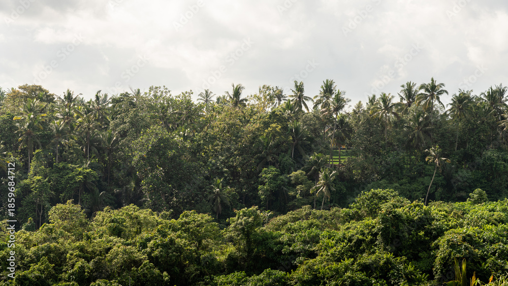 Obraz premium forest and sky