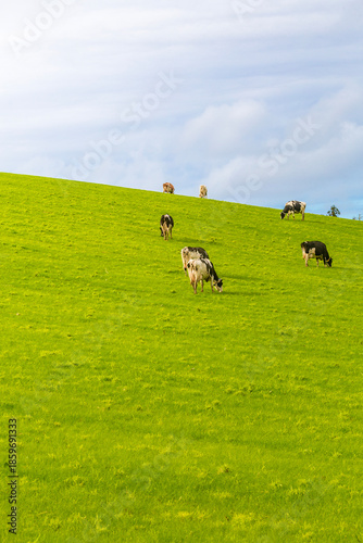 A serene wide-angle view of black and white dairy cows grazing in the lush, foggy highlands of Sao Miguel, Azores. The atmospheric mist creates a sense of freedom and organic farming.
